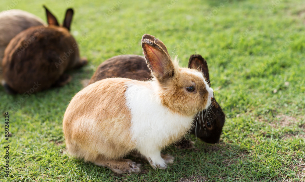 Fototapeta premium cute rabbits in garden