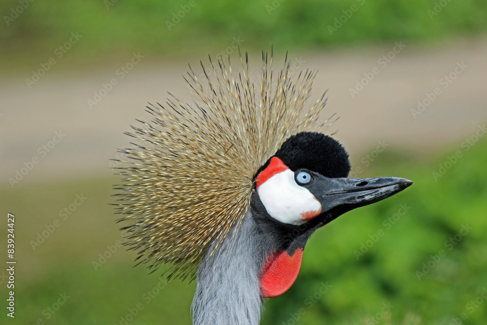 Fototapeta premium Kop van een grijze Kroonkraanvogel