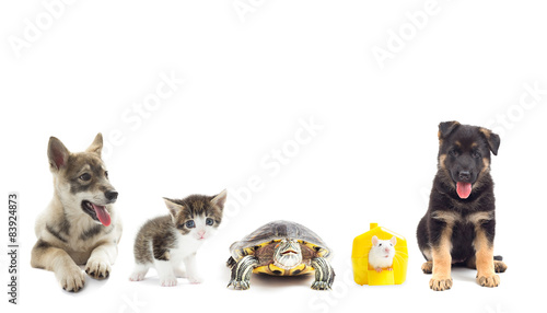 pets on a white background