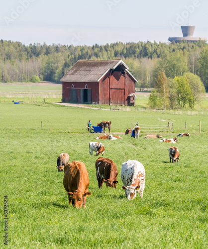Cows herding in meadow. Barn and watertower behind.