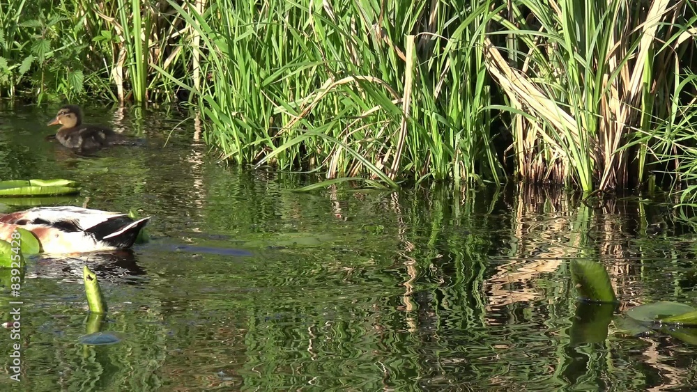 duck with ducklings Swimming on the lake duck with ducklings Swimming on the lake