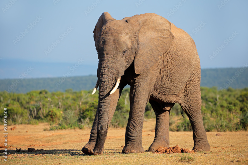 Large African elephant bull, Addo Elephant National park