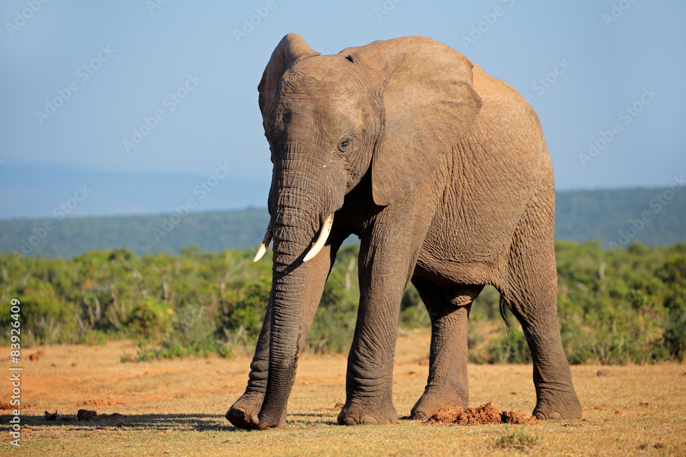Obraz premium Large African elephant bull, Addo Elephant National park