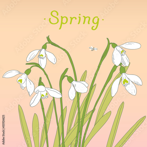 Snowdrops spring bouquet. Hand-drawn vector illustration. Card,