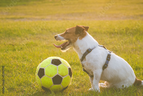 Happy dog with a ball sitting on grass after game © alexei_tm