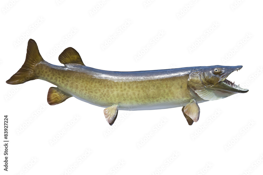 Obraz premium Spotted muskellunge or muskie isolated on white