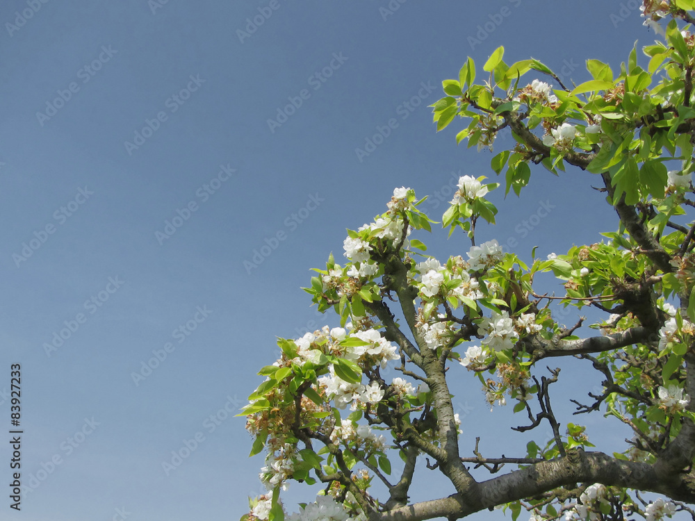 Pear tree branches with blossoms Pear tree branches with blossoms