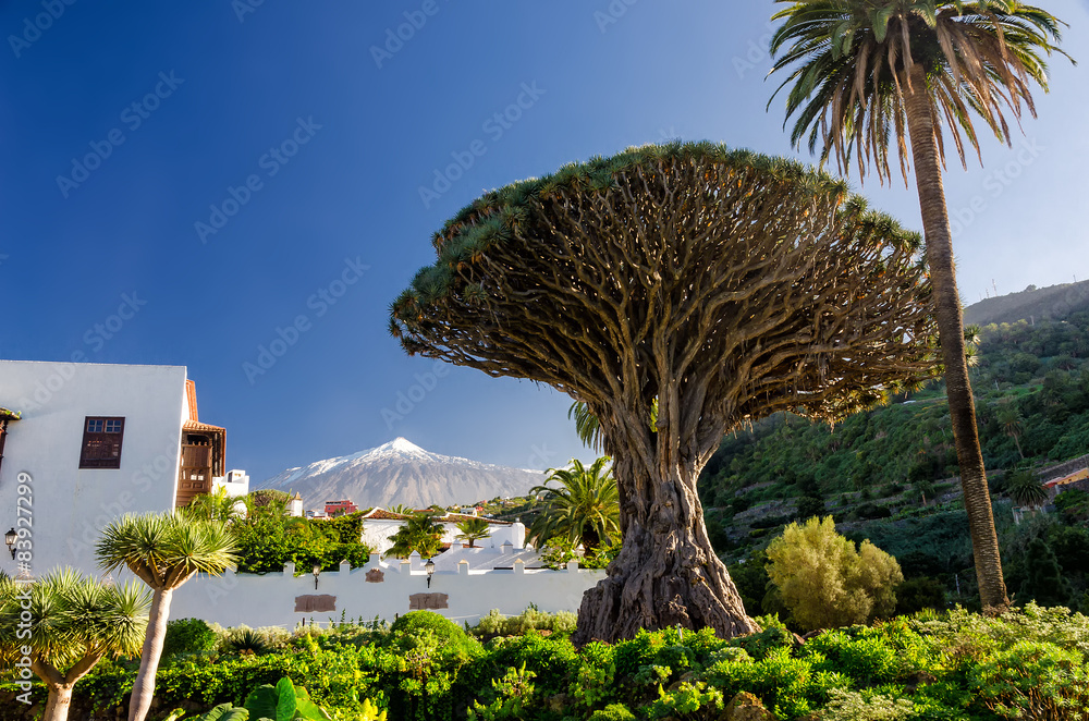 Poster Drachenbaum und Teide auf Teneriffa  Wandbild | Europosters
