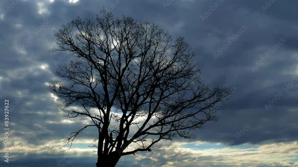 Lone Tree Stands Firm Against Fast Moving Sky
Lone Tree Stands Firm Against Fast Moving Sky