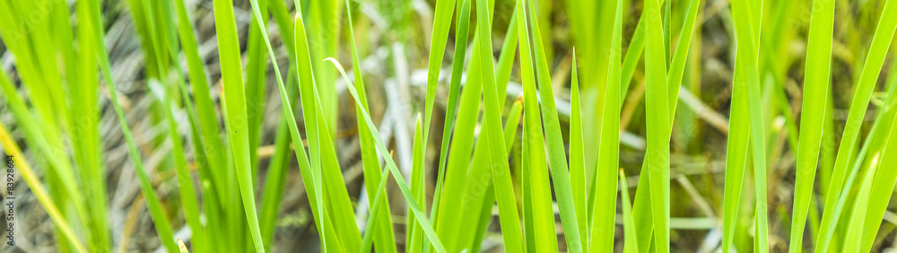 Fresh spring green reed grass - obrazy, fototapety, plakaty 