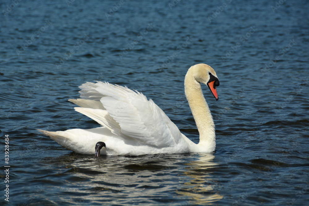 White swan swimming on the water White swan swimming on the water