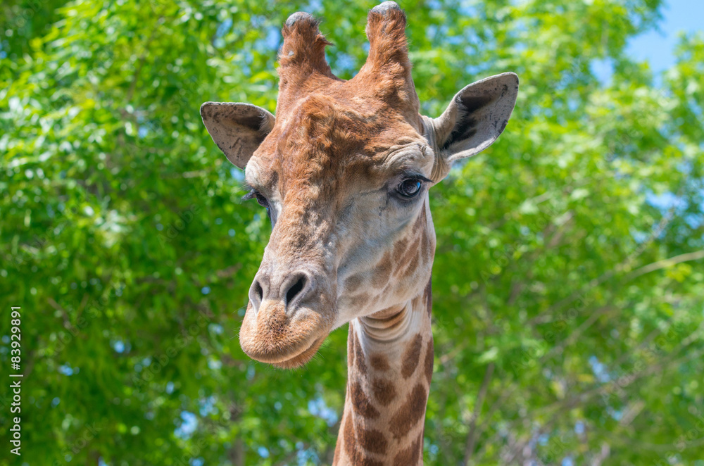 The head of a giraffe against a background of trees The head of a giraffe against a background of trees