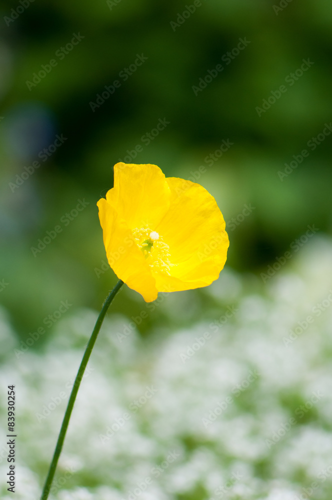 Obraz premium Buttercup