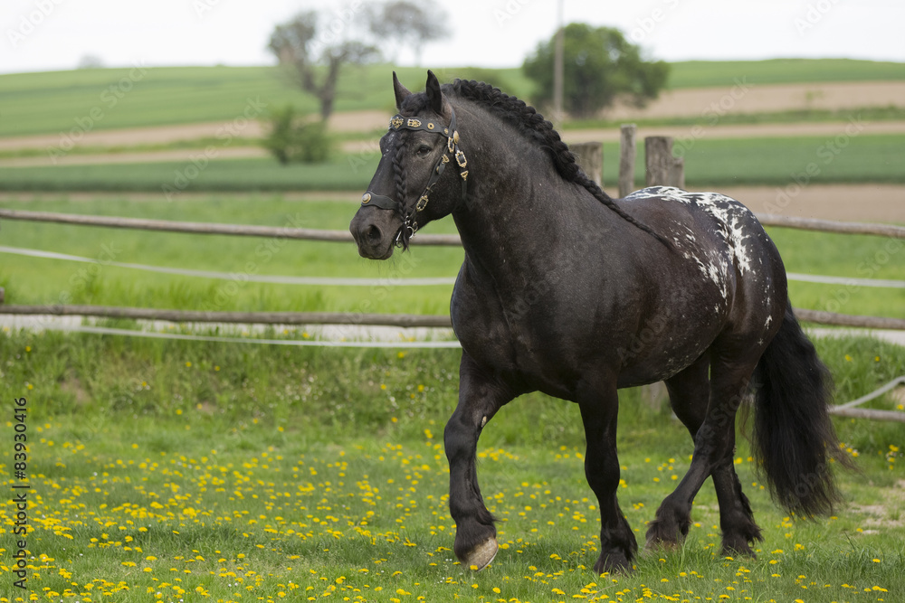 Schwarzer Noriker Kaltblut Hengst Auf Der Weide Schwarzer Noriker Kaltblut Hengst Auf Der Weide