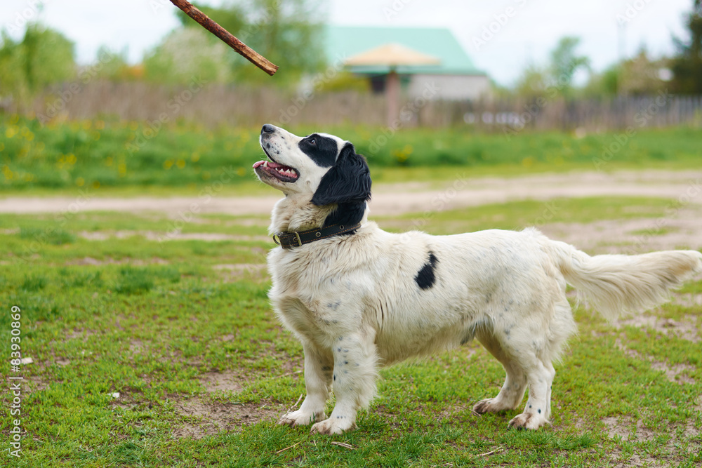 Russian Spaniel playing with stick Russian Spaniel playing with stick
