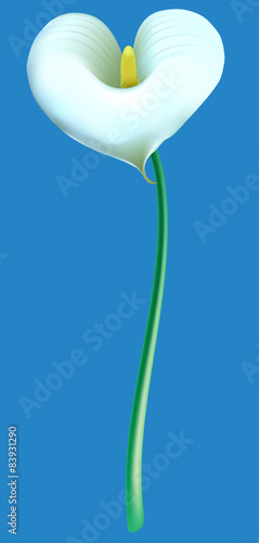 Fototapeta Naklejka Na Ścianę i Meble -  Calla lily on blue background