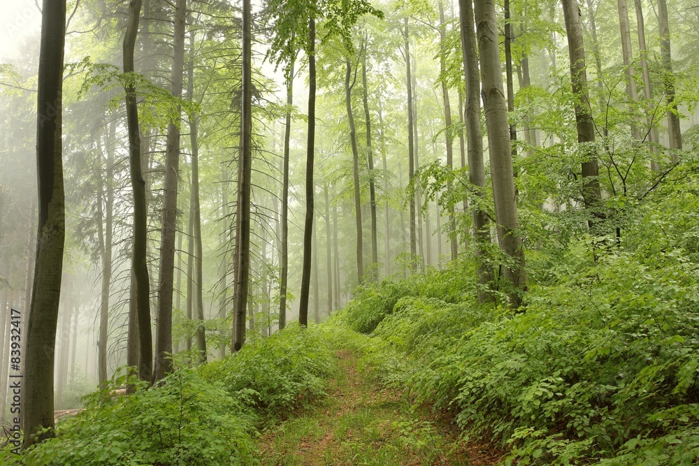 Spring beech forest in the fog Spring beech forest in the fog