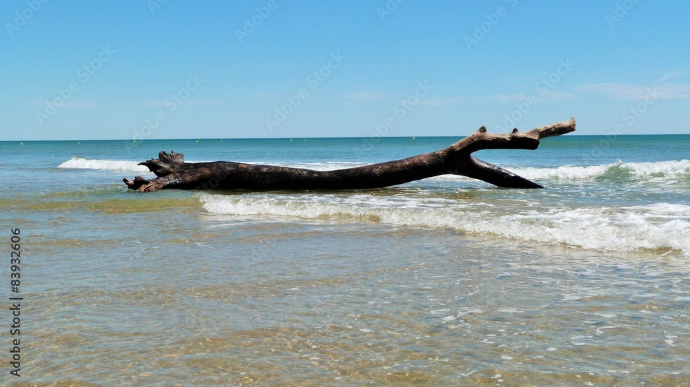 Fototapeta premium arbre flotté