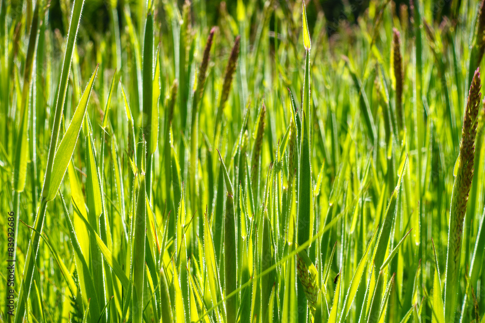 Closeup of Green Grass