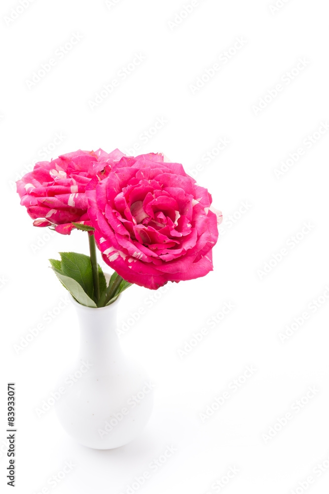 red rose red rose