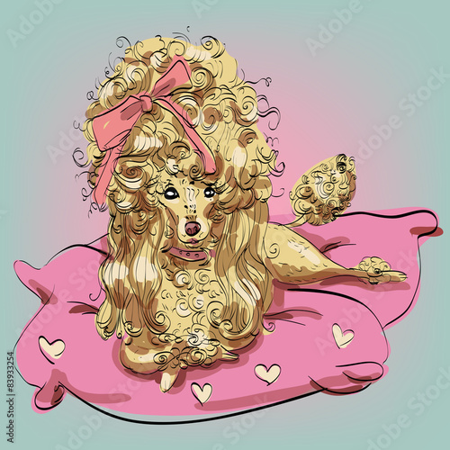 glamour pudel