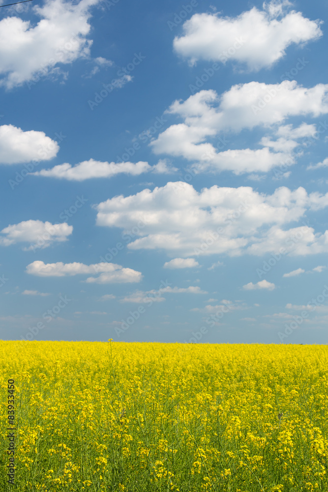 Rape field under blue cloudy sky