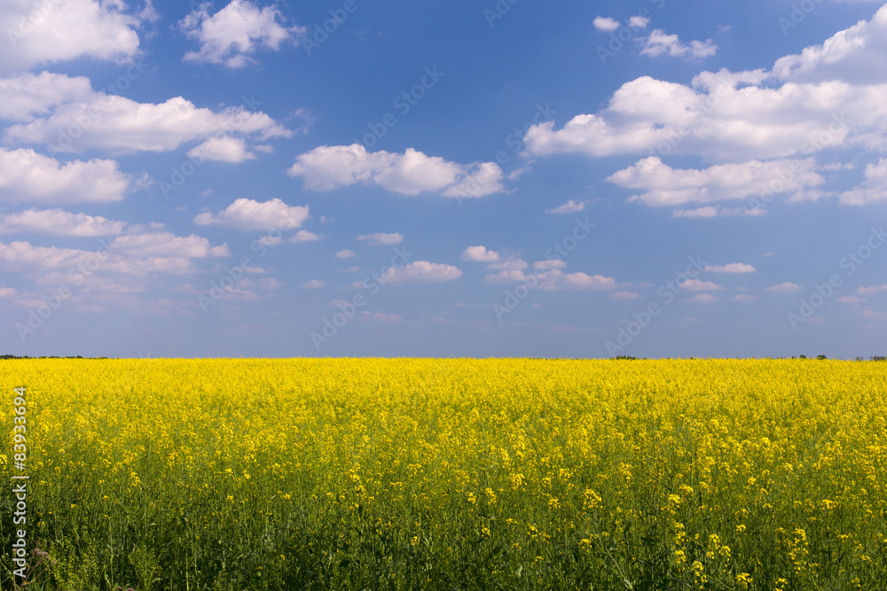 Rape field under blue cloudy sky