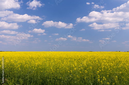 Rape field under blue cloudy sky