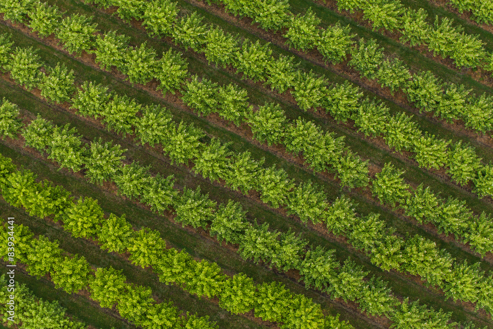 aerial view of trees in an orchard