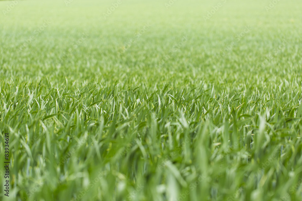 Long green grass Long green grass