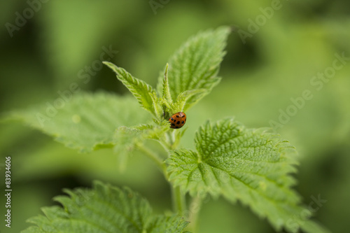 Ladybug on a stinging nettle  © icsnaps