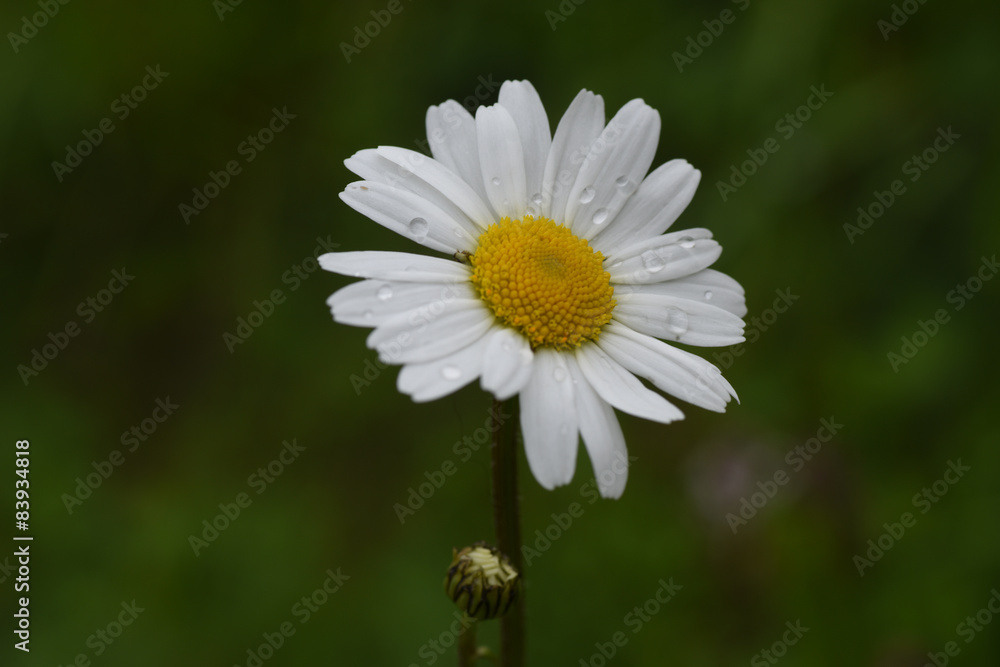 Fototapeta premium margherita con gocce