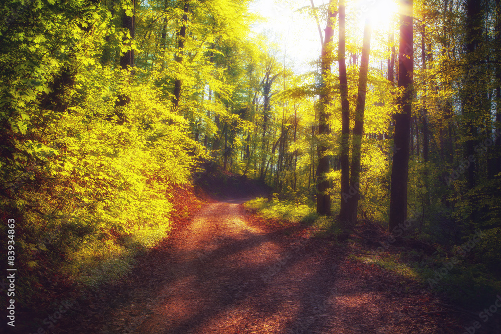 Beautiful romantic walk on a spring forest road at sunset Beautiful romantic walk on a spring forest road at sunset