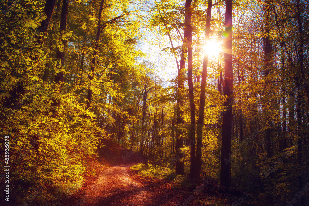 Beautiful romantic walk on a spring forest road at sunset Beautiful romantic walk on a spring forest road at sunset
