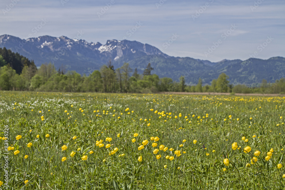 Obraz premium Blumenwiese im Isarwinkel