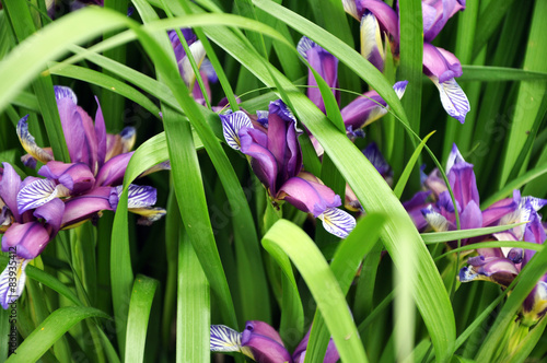 Sommerblume in einem Garten