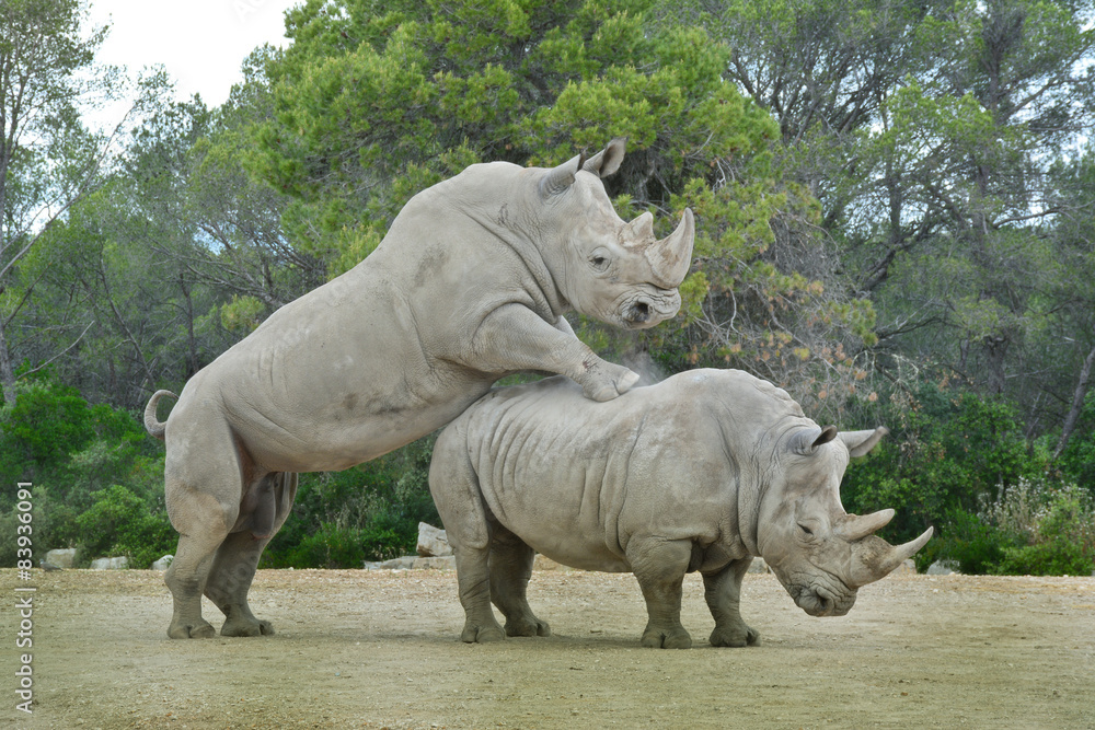 Fototapeta premium reproduction du rhinocéros blanc