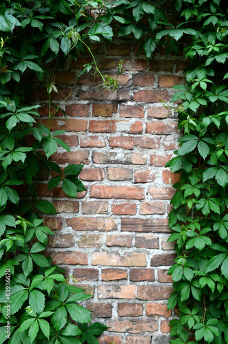 Ściana z cegieł z winoroślą © zetat
