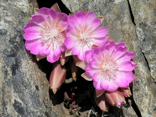 Three Bitterroot Flowers in a Crevice