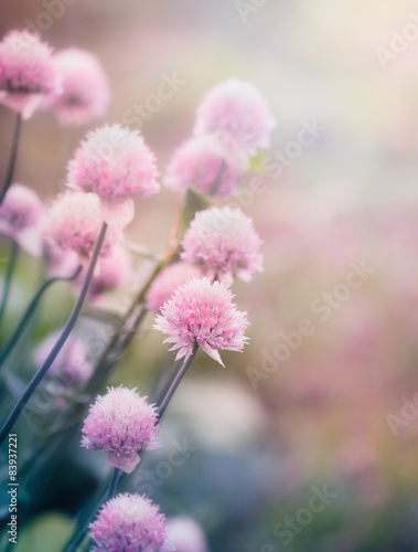 Pink flowers on the meadow