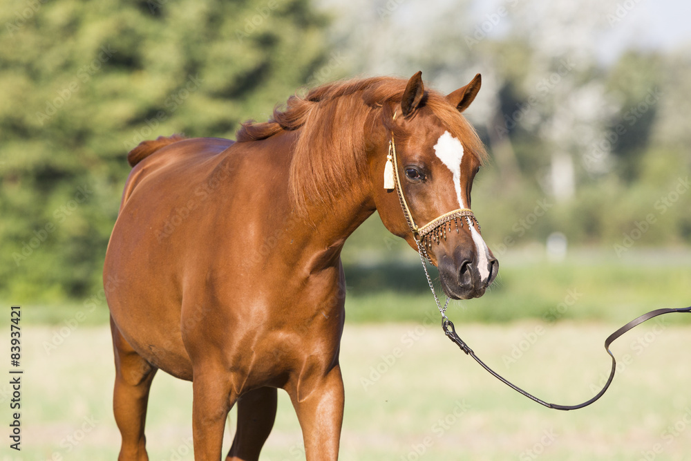 Obraz premium Arabischer Fuchs Wallach