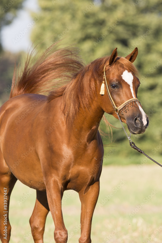 Fototapeta premium Arabischer Fuchs Wallach