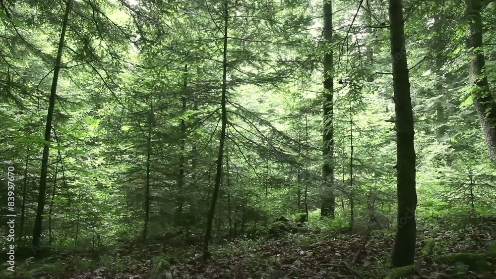 Beautiful green colour light forest trees Beautiful green colour light forest trees
