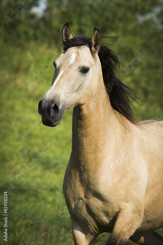 Falbfarbene Lusitano Stute Auf Der Weide