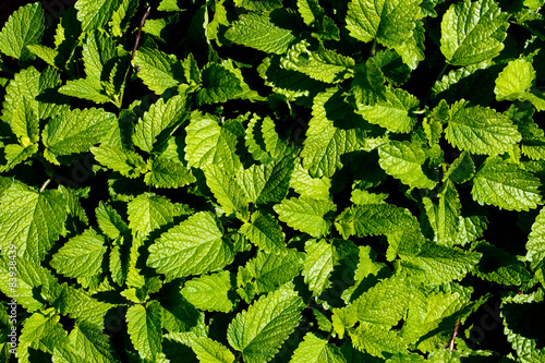 Top voew of green leaves background in sunny day. photo