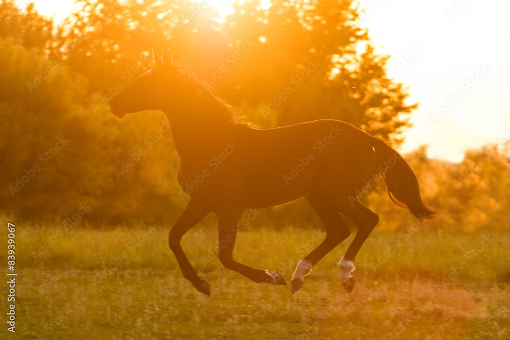 Silhouette of a running horse against orange sunset sky