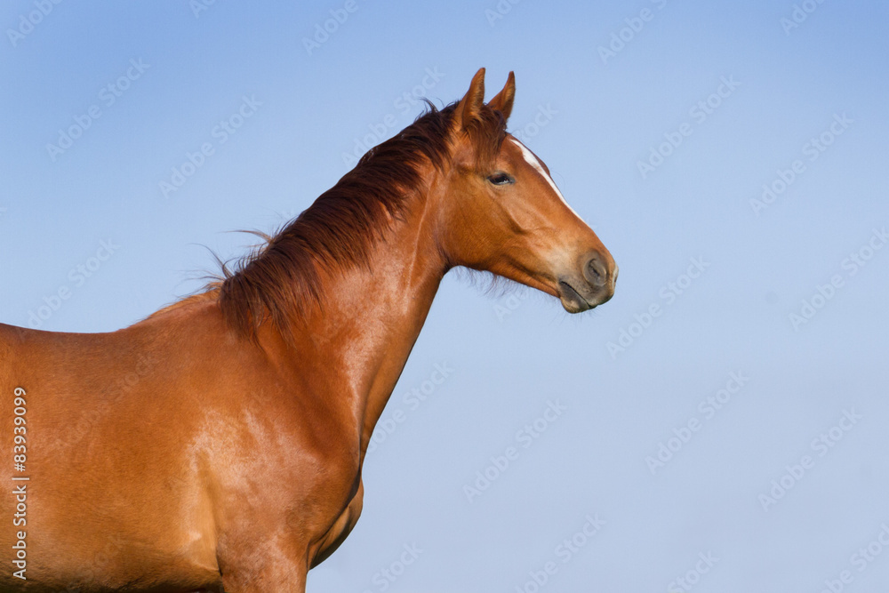 Fototapeta premium Young red horse against blue sky