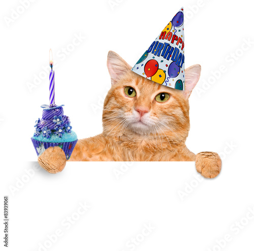 Fototapeta Naklejka Na Ścianę i Meble -  Birthday cat .