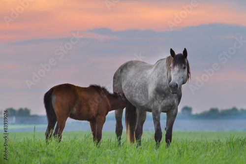 Grey mare with colt on green pasture against sunset sky