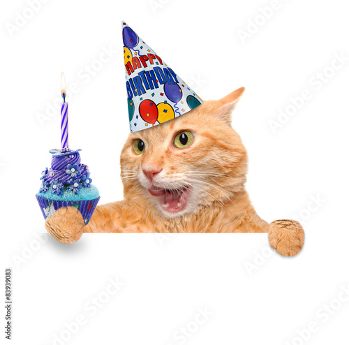 Fototapeta Naklejka Na Ścianę i Meble -  Birthday cat .